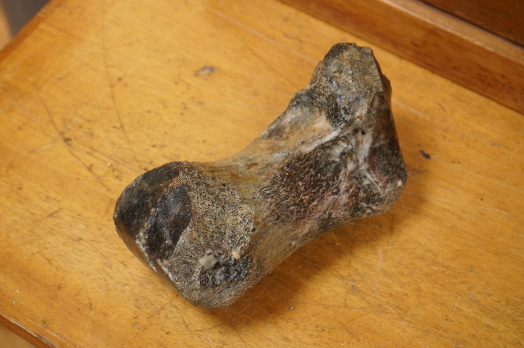 A selection of Natural History specimens to include a mammoth tooth, mammoth tusk fragments, mammoth toe bone, Megalodon tooth and a fish fossil in matrix, contained within an ebonised display cabinet